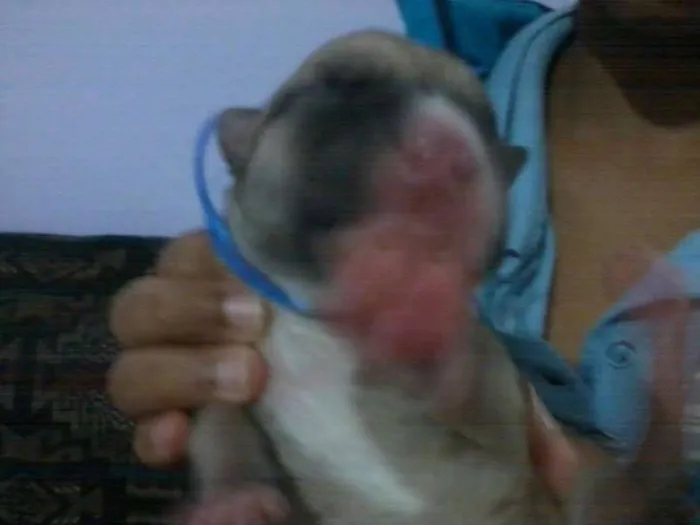 Cachorro ra a Pit-Bull idade Abaixo de 2 meses nome se nomes