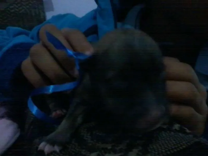 Cachorro ra a Pit-Bull idade Abaixo de 2 meses nome se nomes