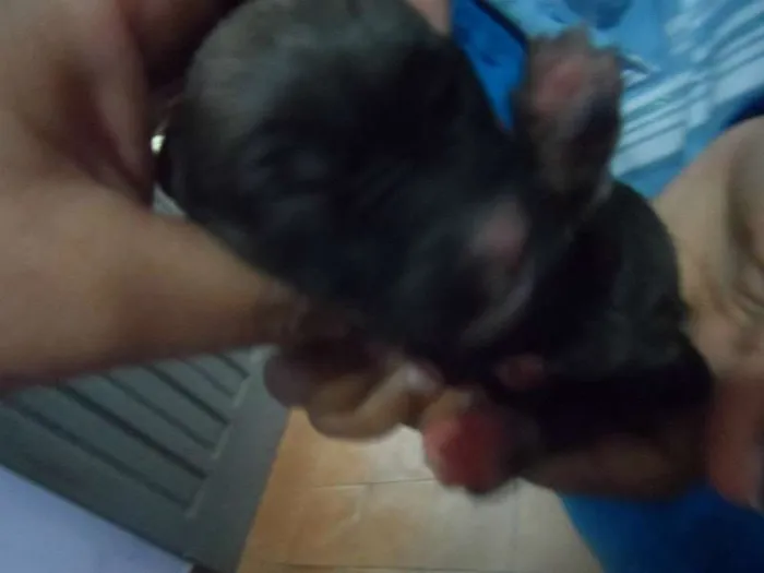 Cachorro ra a Pit-Bull idade Abaixo de 2 meses nome se nomes