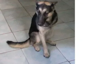 Cachorro raça Pastor Alemão idade 1 ano nome VITÓRIA.COM