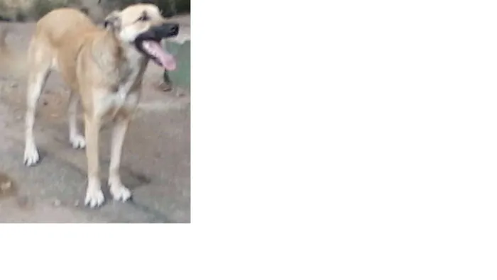 Cachorro ra a SRD idade 7 a 11 meses nome Lessi