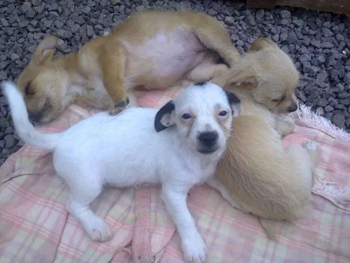 Cachorro ra a  idade 2 a 6 meses nome Filhotes