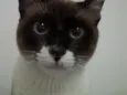Néco
