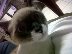 Gato raça Siamês idade 1 ano nome Néco