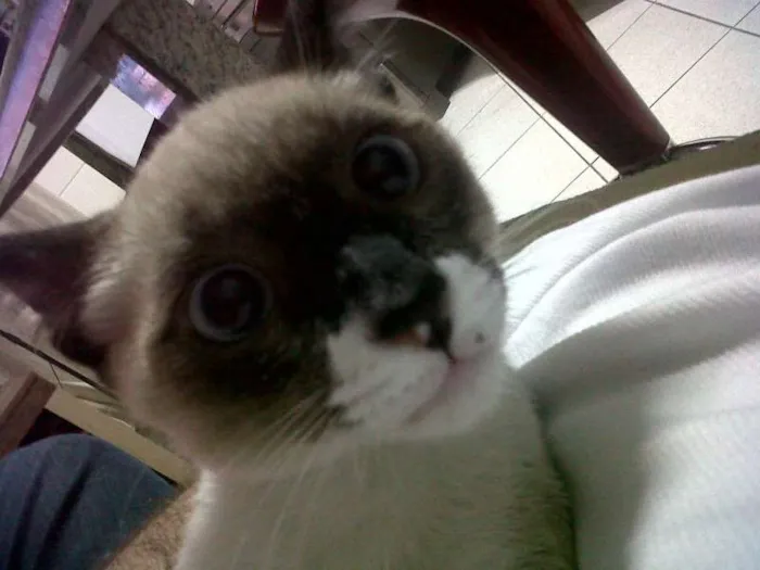Gato ra a Siamês idade 1 ano nome Néco