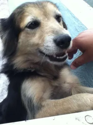 Cachorro raça SRD idade 5 anos nome pituca
