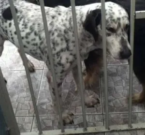 Cachorro raça SRD idade 5 anos nome july