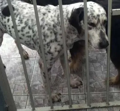 Cachorro ra a SRD idade 5 anos nome july