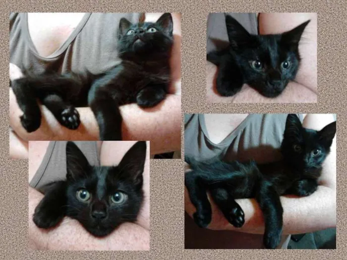 Gato ra a Gato idade 2 a 6 meses nome Snow