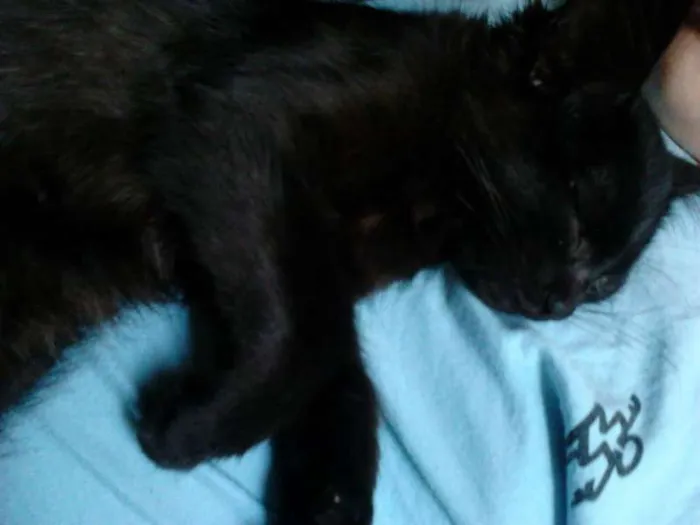 Gato ra a Gato idade 2 a 6 meses nome Snow