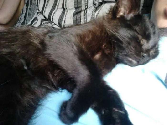 Gato ra a Gato idade 2 a 6 meses nome Snow