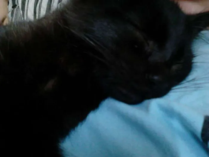 Gato ra a Gato idade 2 a 6 meses nome Snow