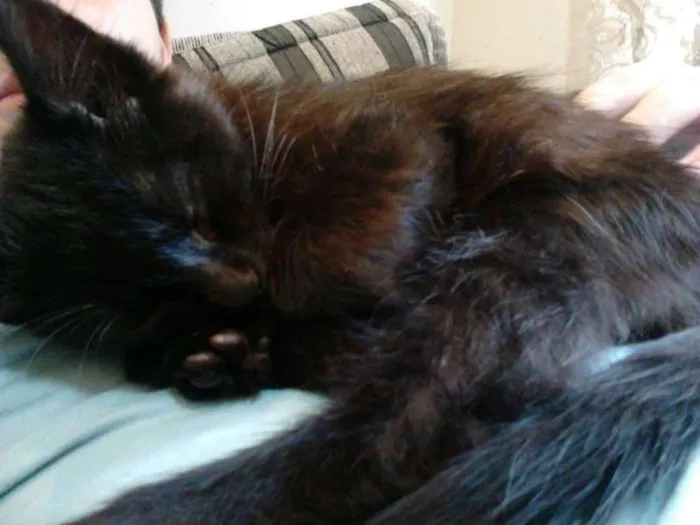 Gato ra a Gato idade 2 a 6 meses nome Snow