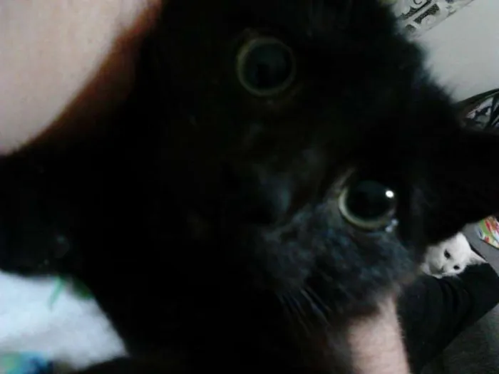 Gato ra a Gato idade 2 a 6 meses nome Snow