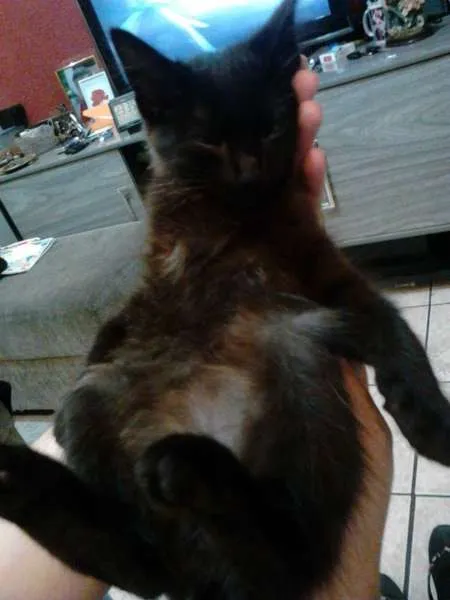 Gato ra a Gato idade 2 a 6 meses nome Snow