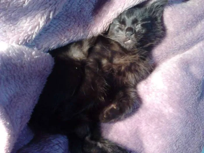 Gato ra a Gato idade 2 a 6 meses nome Snow