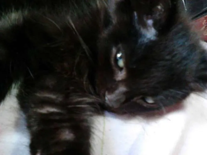 Gato ra a Gato idade 2 a 6 meses nome Snow