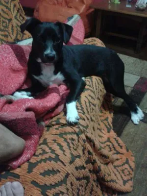 Cachorro raça Vira-lata idade 2 a 6 meses nome Martin