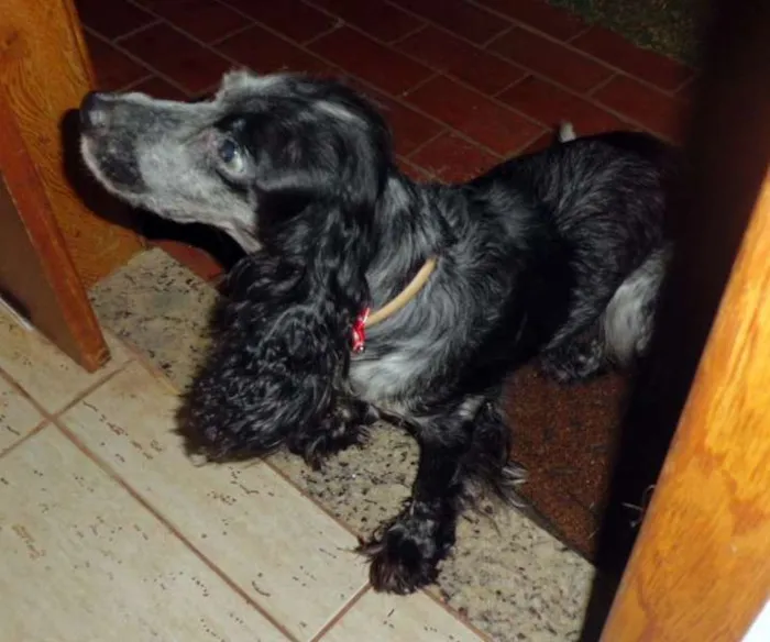 Cachorro ra a Cocker Spaniel  idade  nome Nina