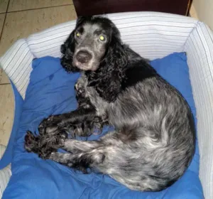 Cachorro raça Cocker Spaniel  idade  nome Nina