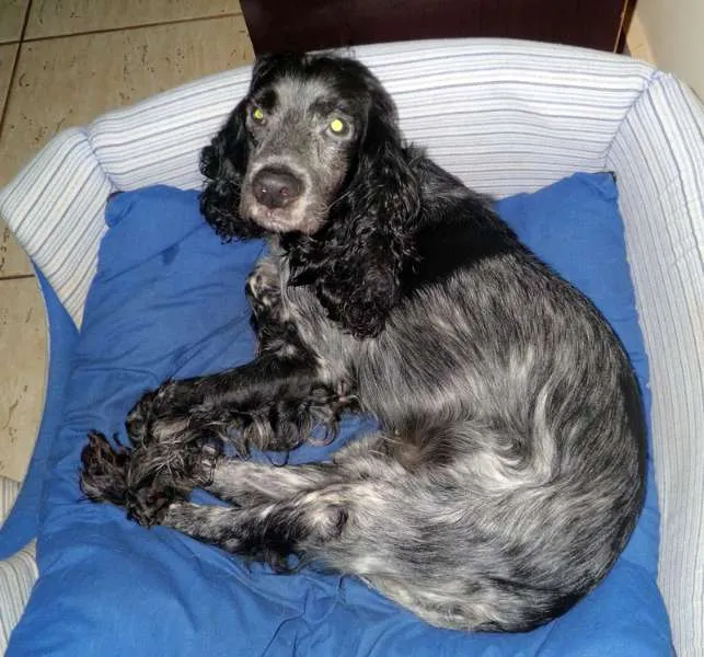 Cachorro ra a Cocker Spaniel  idade  nome Nina