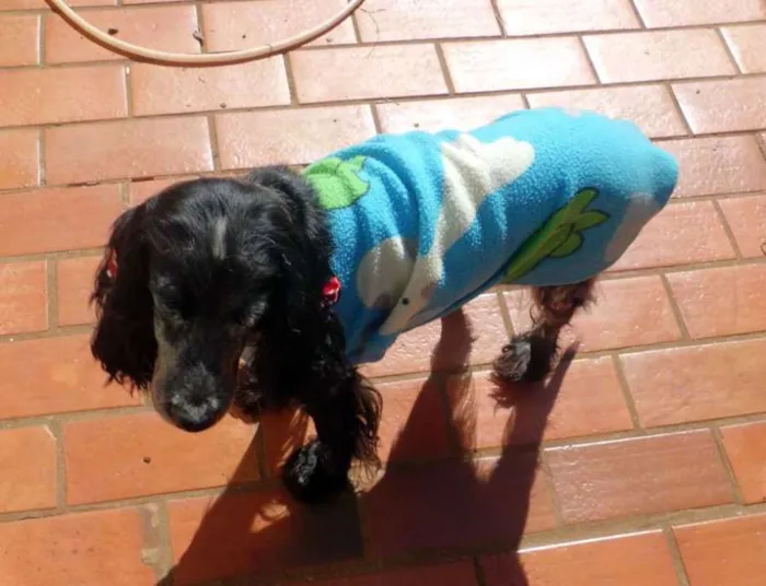 Cachorro ra a Cocker Spaniel  idade  nome Nina
