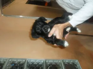 Cachorro raça Poodle idade  nome não tem