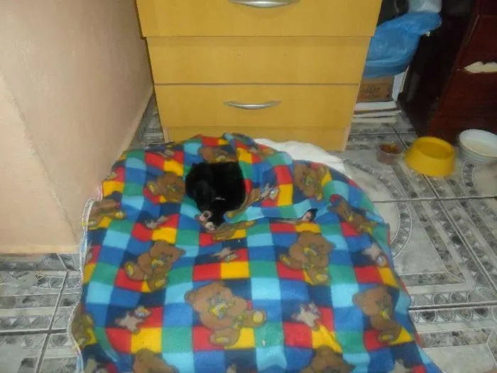 Cachorro ra a Poodle idade  nome não tem