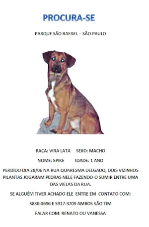 Cachorro raça SRD idade 1 ano nome Spike GRATIFICA