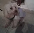 fofa
