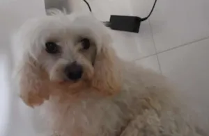 Cachorro raça vira-lata idade 6 ou mais anos nome fofa