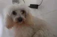 fofa