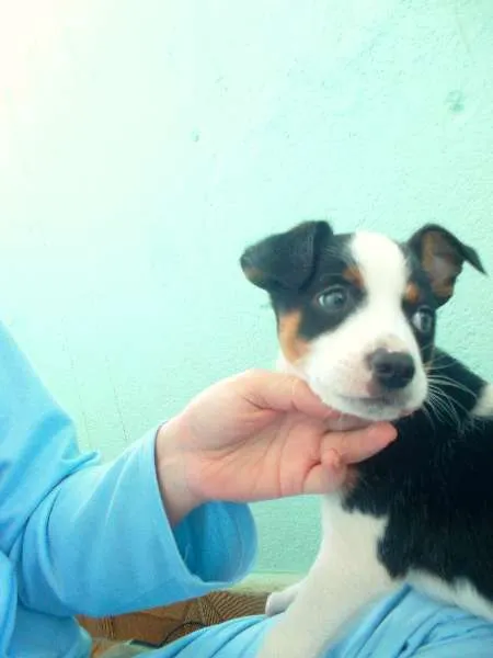 Cachorro ra a Vira lata idade Abaixo de 2 meses nome SEM NOME