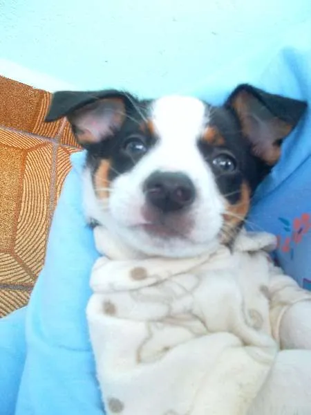 Cachorro ra a Vira lata idade Abaixo de 2 meses nome SEM NOME