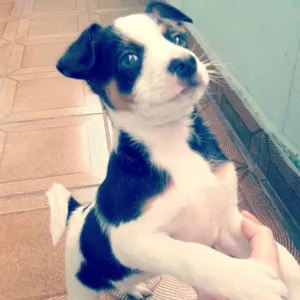 Cachorro raça Vira lata idade Abaixo de 2 meses nome SEM NOME