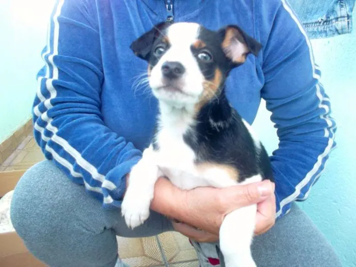 Cachorro ra a Vira lata idade Abaixo de 2 meses nome SEM NOME