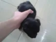filhotes