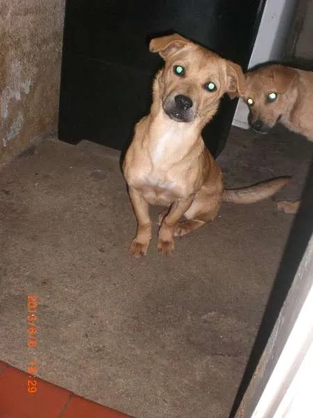 Cachorro ra a SRD idade 2 a 6 meses nome SEM NOME