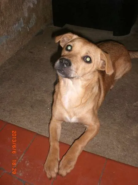 Cachorro ra a SRD idade 2 a 6 meses nome SEM NOME