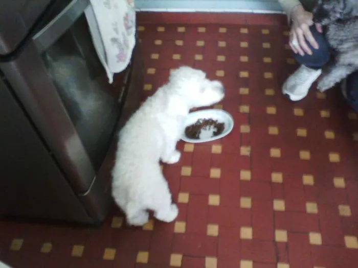 Cachorro ra a Poodle idade  nome não sei