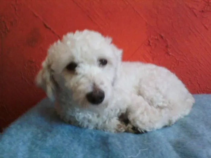 Cachorro ra a Poodle idade  nome não sei