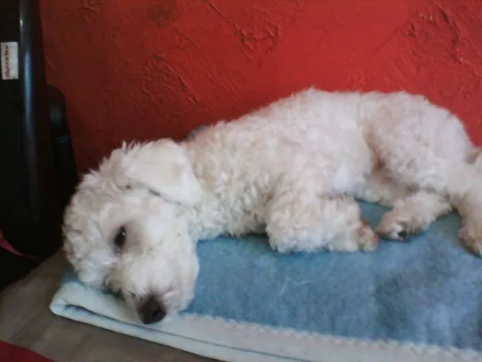 Cachorro ra a Poodle idade  nome não sei