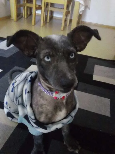 Cachorro ra a Indefinida idade 6 ou mais anos nome Suzy
