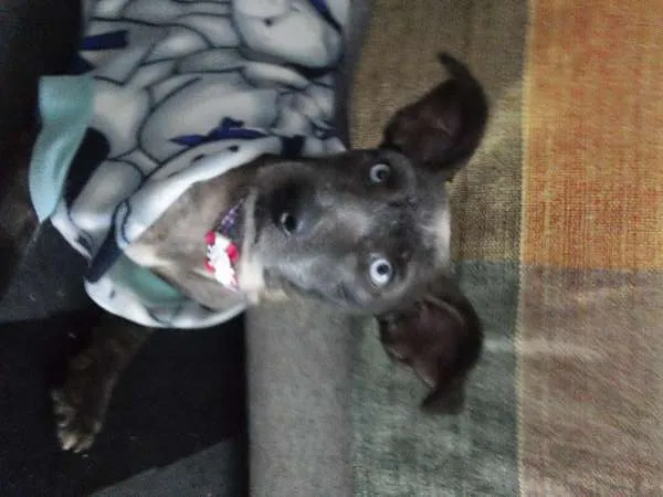 Cachorro ra a Indefinida idade 6 ou mais anos nome Suzy