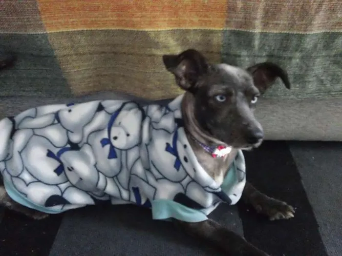 Cachorro ra a Indefinida idade 6 ou mais anos nome Suzy