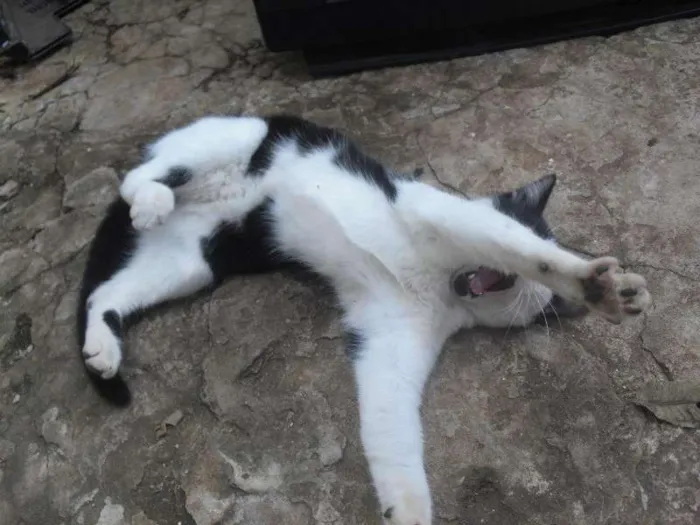 Gato ra a SRD idade 2 a 6 meses nome [sem nome]