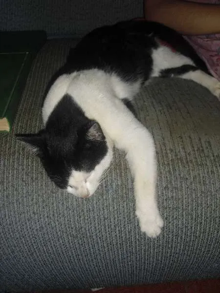 Gato ra a SRD idade 2 a 6 meses nome [sem nome]