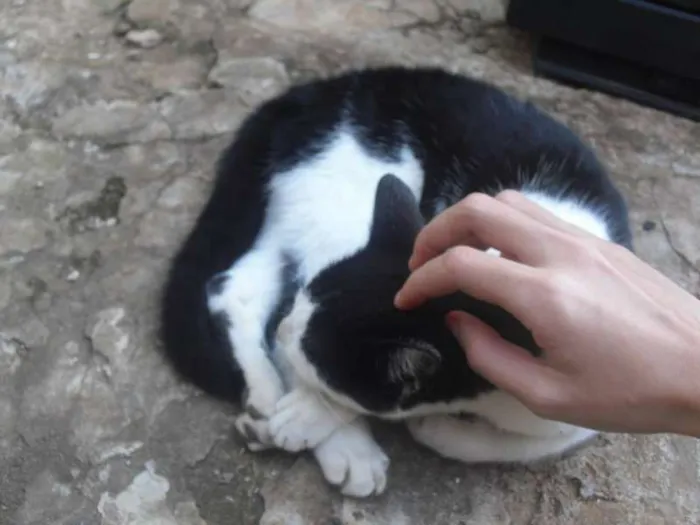 Gato ra a SRD idade 2 a 6 meses nome [sem nome]