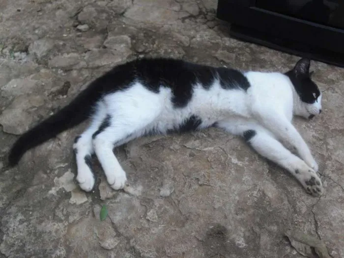 Gato ra a SRD idade 2 a 6 meses nome [sem nome]