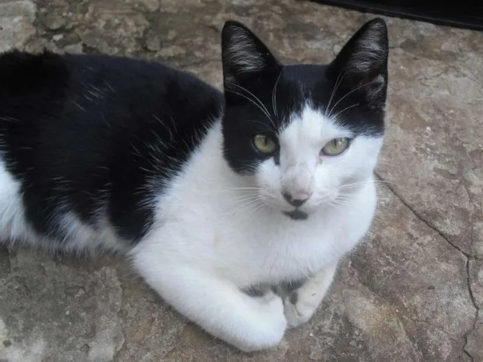 Gato ra a SRD idade 2 a 6 meses nome [sem nome]